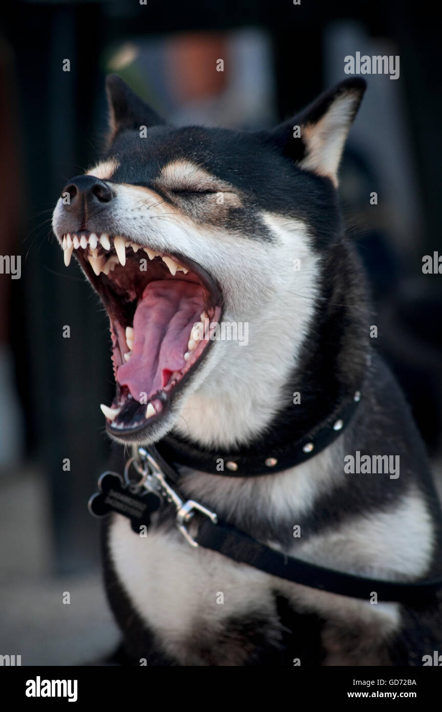 Dog Mouth Open Stock Photo Alamy