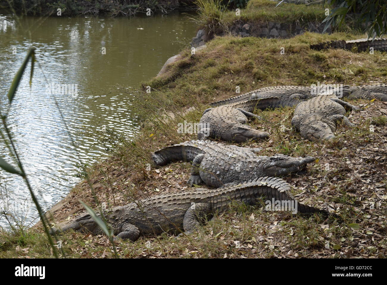 crocodiles resting near the water Stock Photo - Alamy