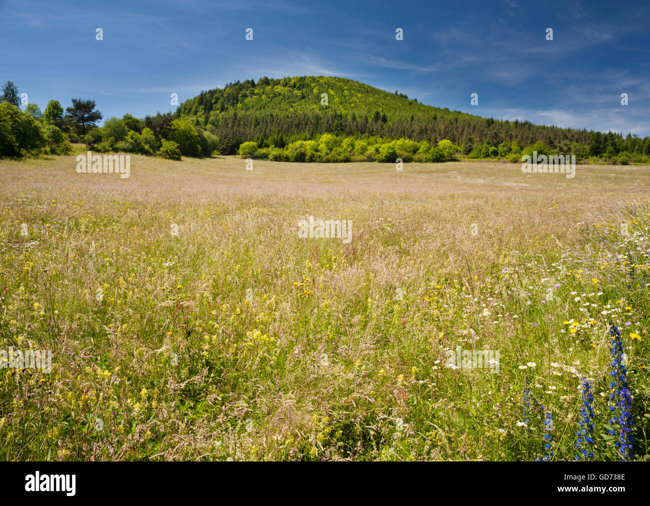 Wildflower meadow in June in front of Puy de Charmont, a volcanic cone