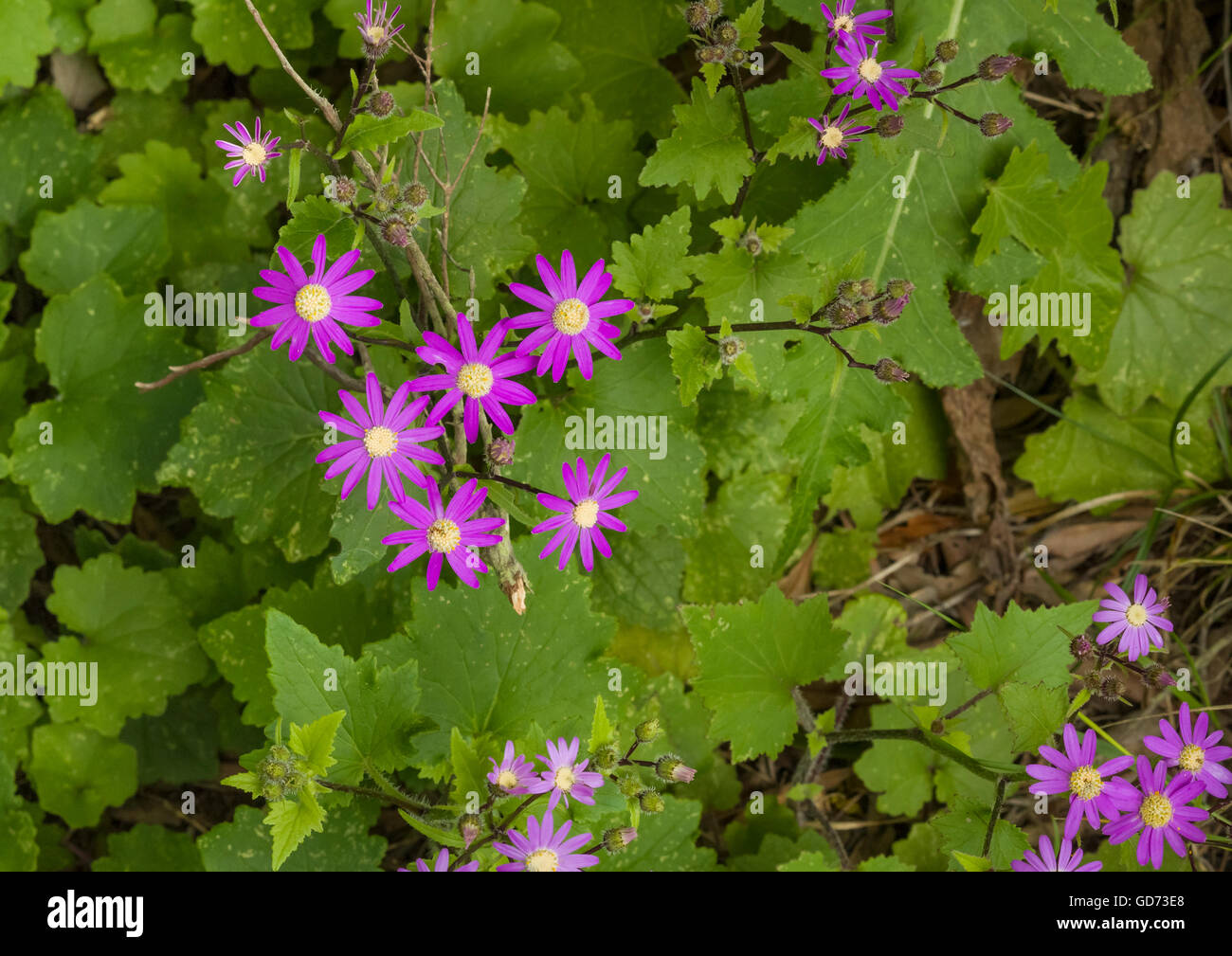 Pericallis echinata (cineraria), a native plant, endemic to Tenerife, in flower in March near Ifonche, Tenerife, Canary Islands, Spain Stock Photo