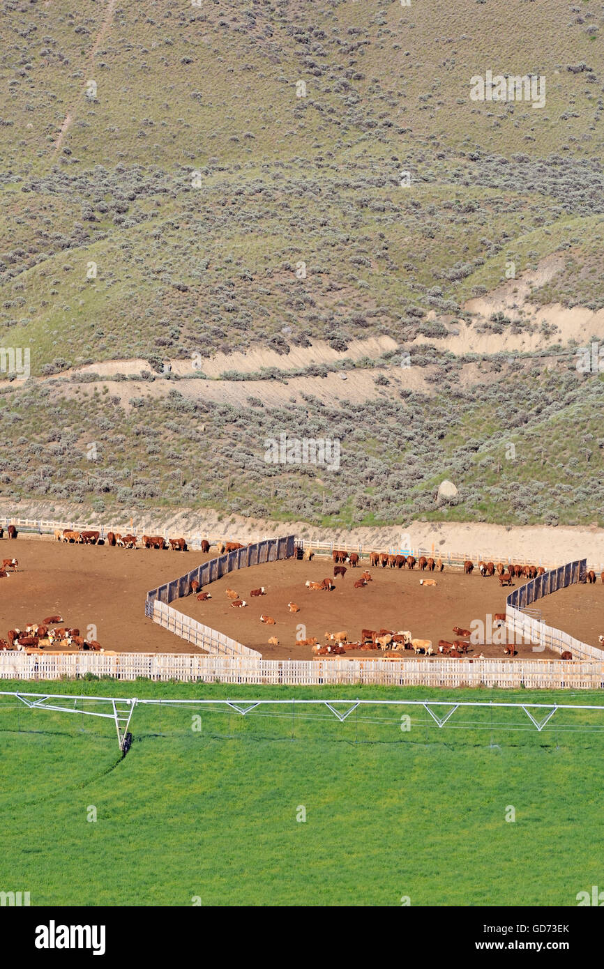 Cattle ranching feedlot near Cache Creek, British Columbia Stock Photo Alamy
