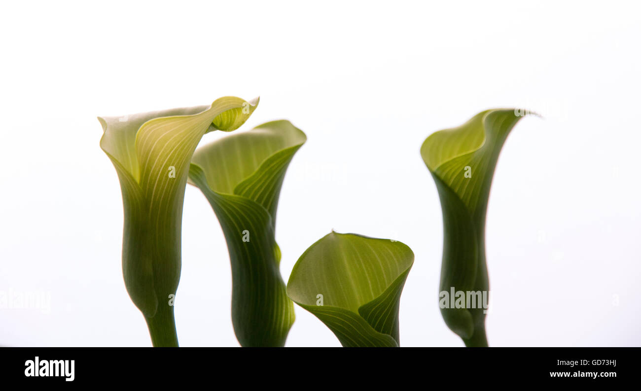 Calla Lilies (Zantedeschia aethiopica) against frosted glass background. Stock Photo
