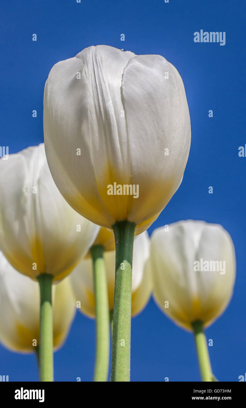 White tulips against a blue sky at the tulip festival in ...