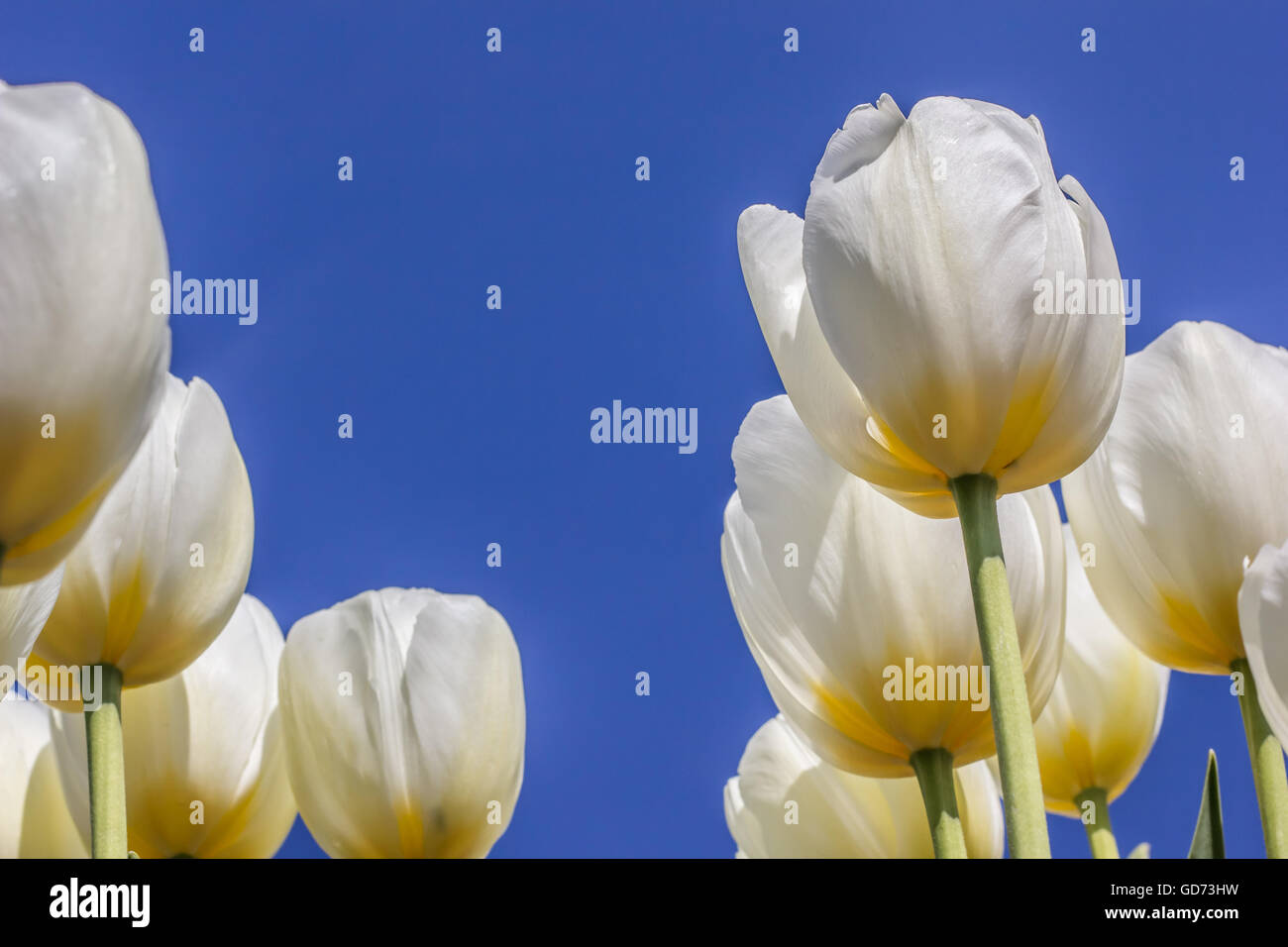 White tulips against a blue sky at the tulip festival in ...