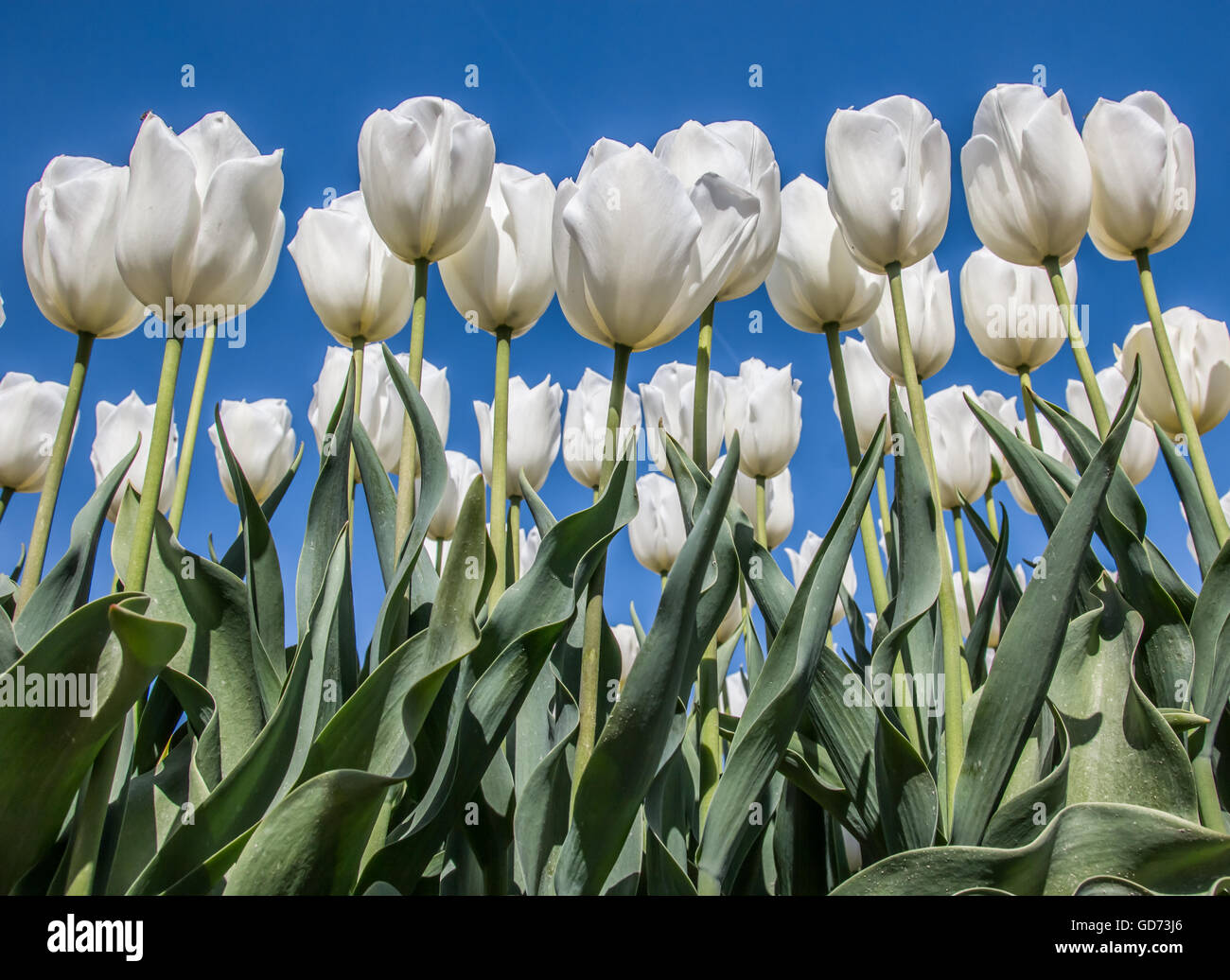 Group of white tulips against a blue sky at the tulip festival in ...