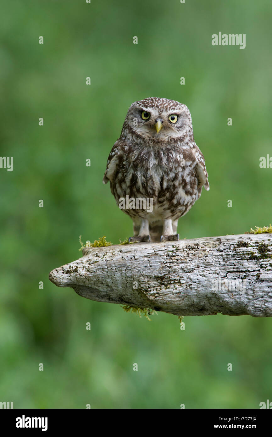 A Little Owl (Athene noctua) perched on old rotting fencing in farmland in the Yorkshire countryside. Stock Photo