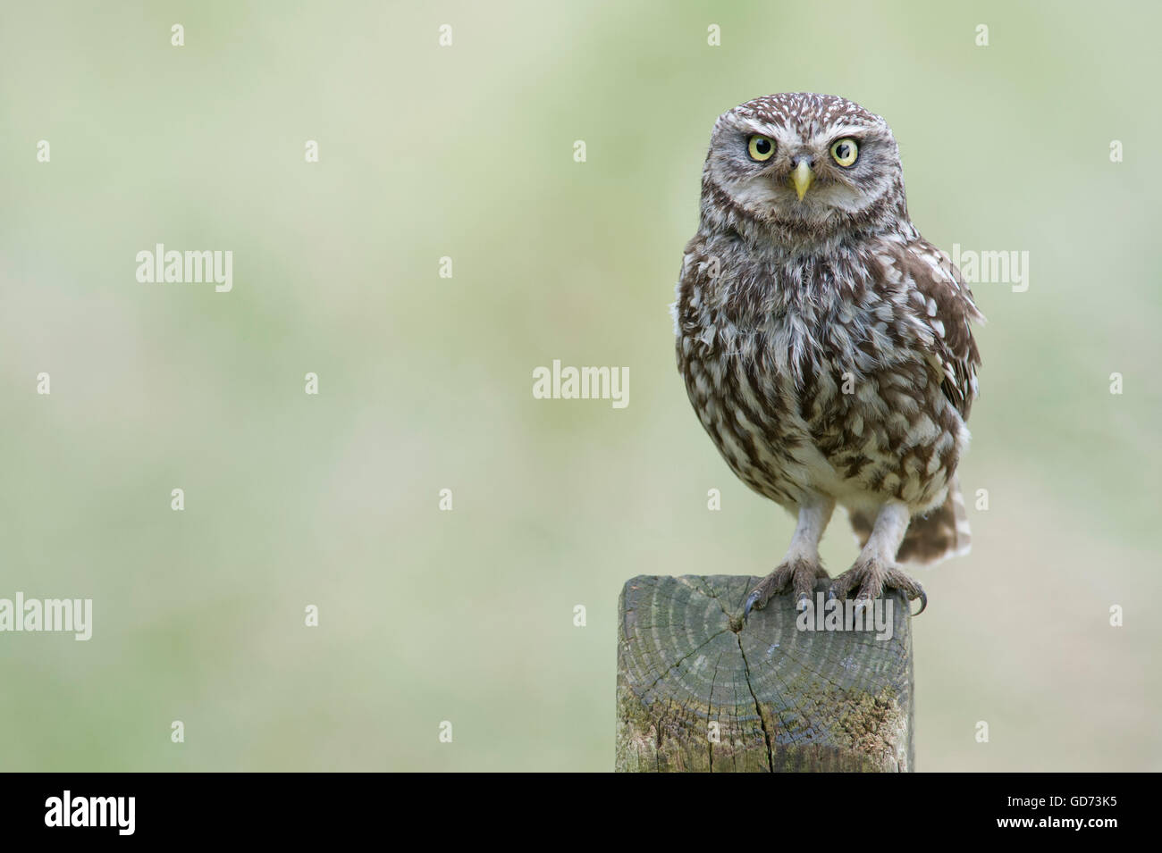 A Little Owl (Athene noctua) perched on an old public bridleway sign in farmland in the Yorkshire countryside. Stock Photo