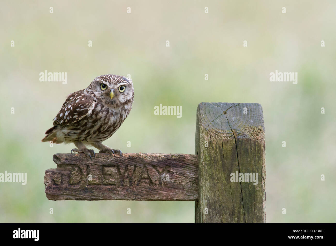 A Little Owl (Athene noctua) perched on an old public bridleway sign in farmland in the Yorkshire countryside. Stock Photo