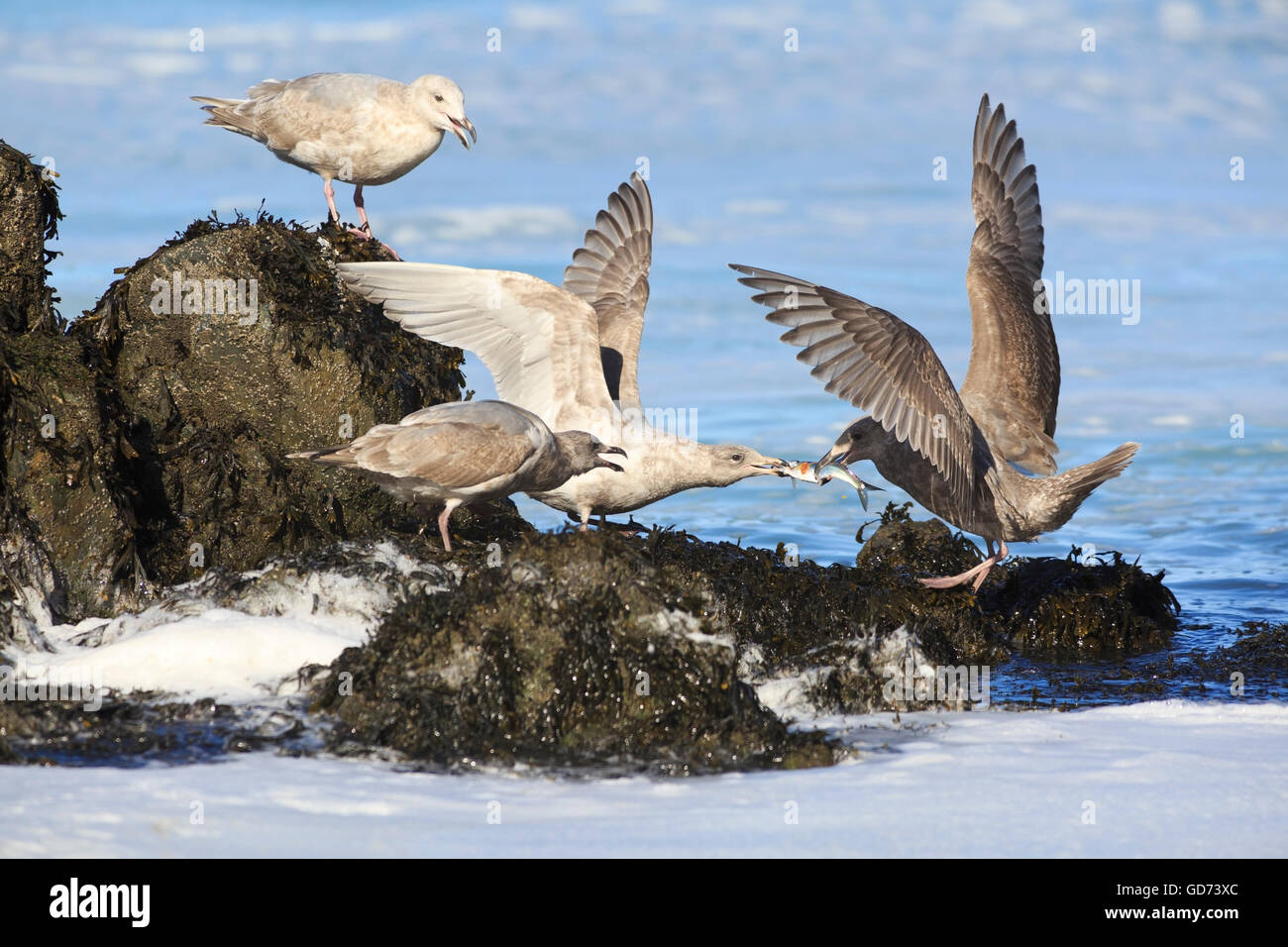 Gulls fighting hires stock photography and images Alamy