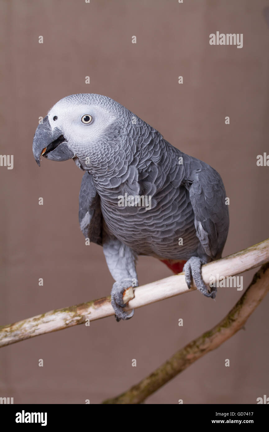 Vertical shot of African Grey parrot eating a nut whilst perched on a wooden stick. Stock Photo