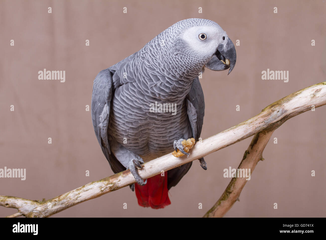 African Grey parrot eating a nut whilst perched on a wooden stick. Stock Photo