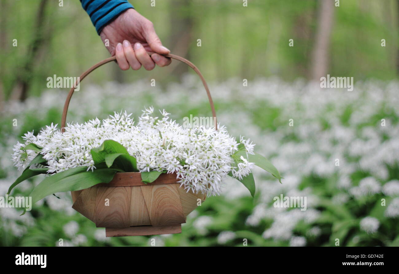 A woman carries a trug filled with foraged wild garlic through pretty deciduous woodland on a sunny spring day, England UK - May Stock Photo