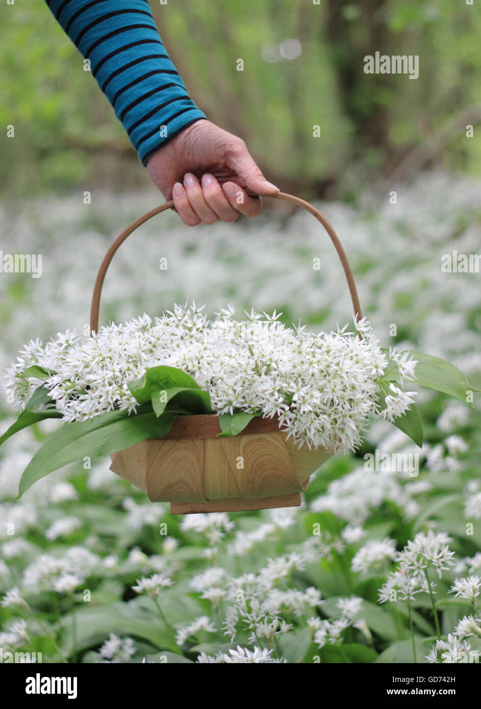 A woman carries a basket filled with wild garlic through a British woodland festooned with these pungent, pretty wildflowers, UK Stock Photo