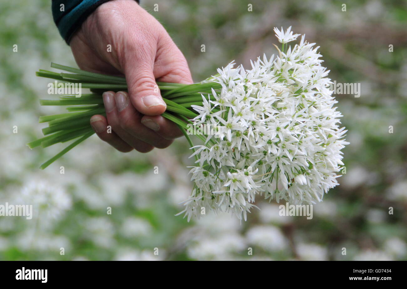 A woman holds a bunch of flowering wild garlic foraged in a pretty deciduous woodland in Derbyshire England UK - May Stock Photo