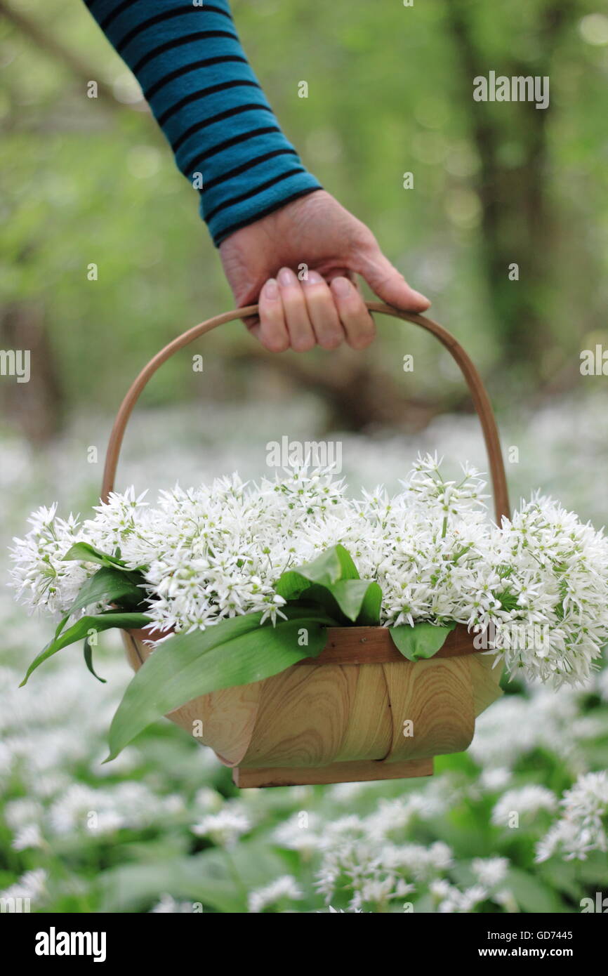 A woman carries a trug filled with foraged wild garlic through pretty deciduous woodland on a sunny spring day, England UK - May Stock Photo