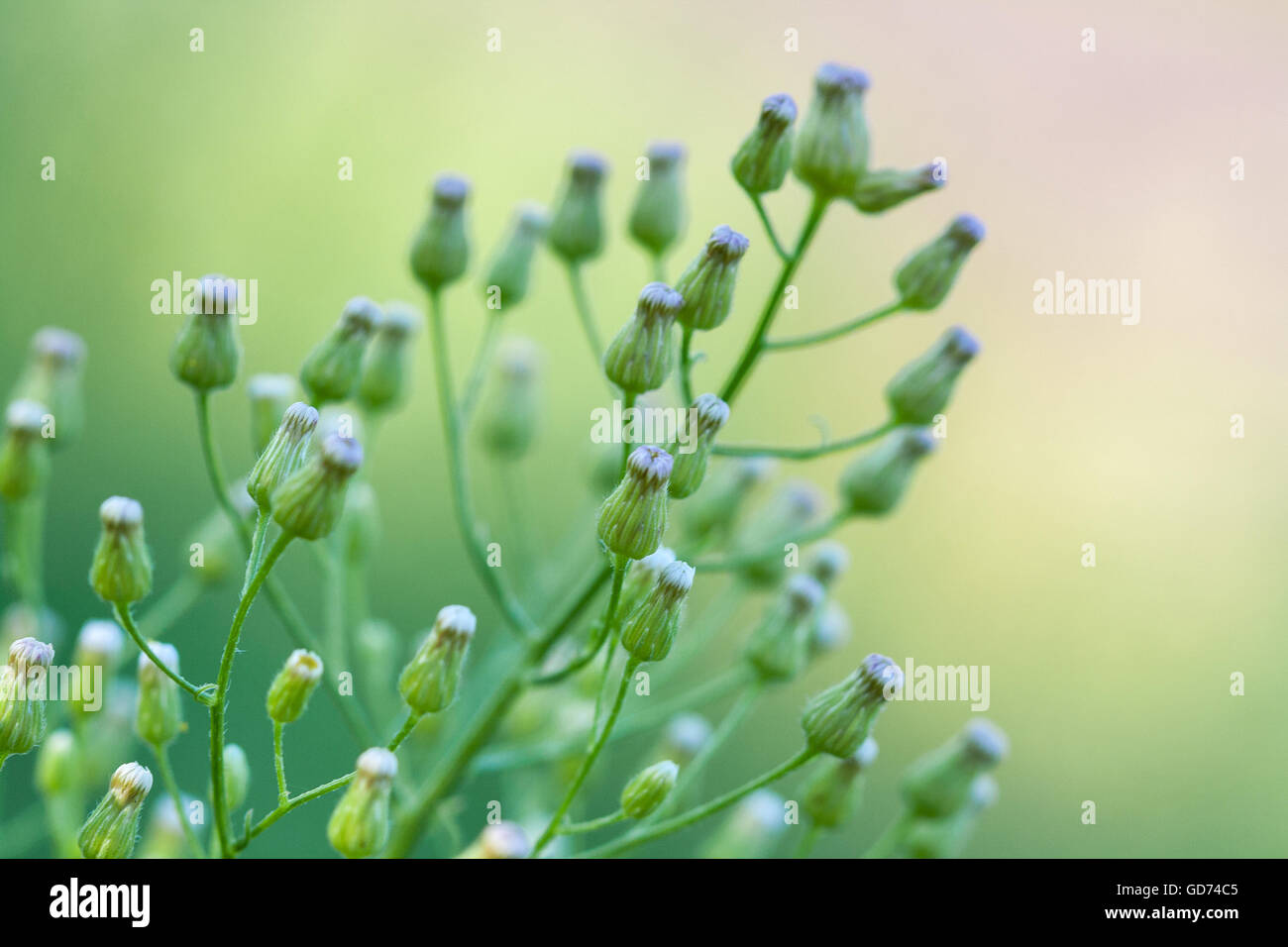 Green wild plant hi-res stock photography and images - Alamy