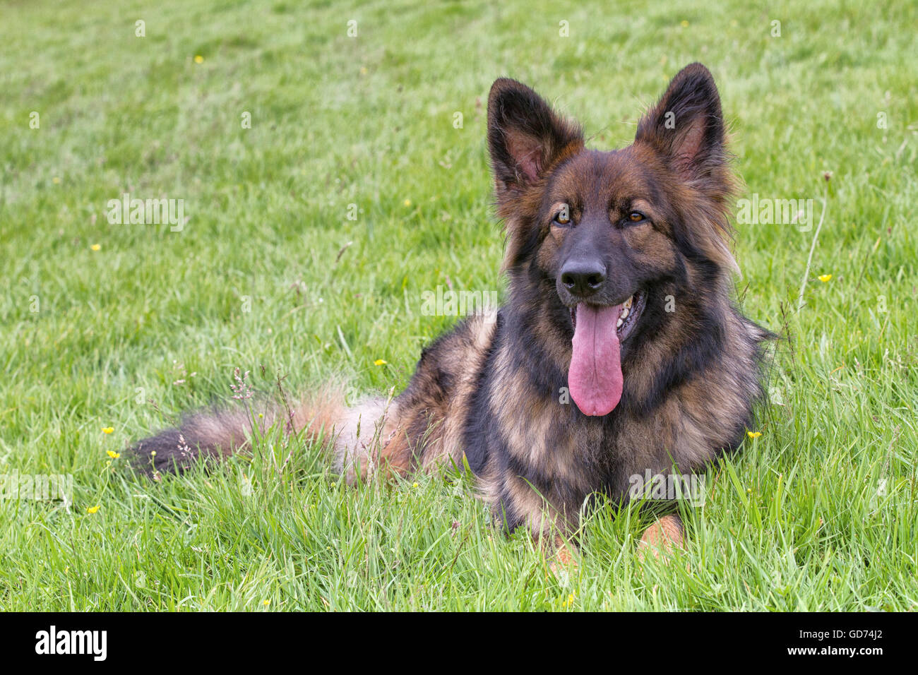 German Shepherd Dog laid on grass with his tongue out Stock Photo Alamy