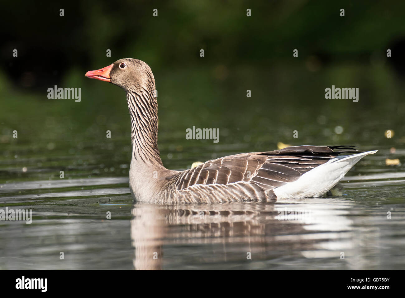 Greylag Goose (Anser anser) swimming in water, Nettetal, North Rhine-Westphalia, Germany Stock Photo