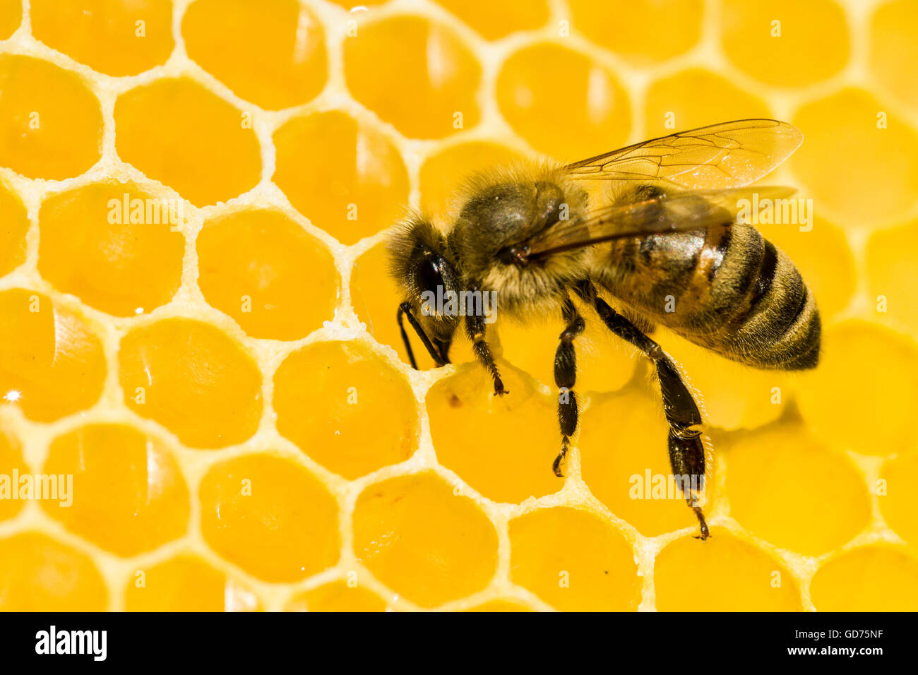 A Carniolan honey bee (Apis mellifera carnica) on a honeycomb, Saxony, Germany Stock Photo