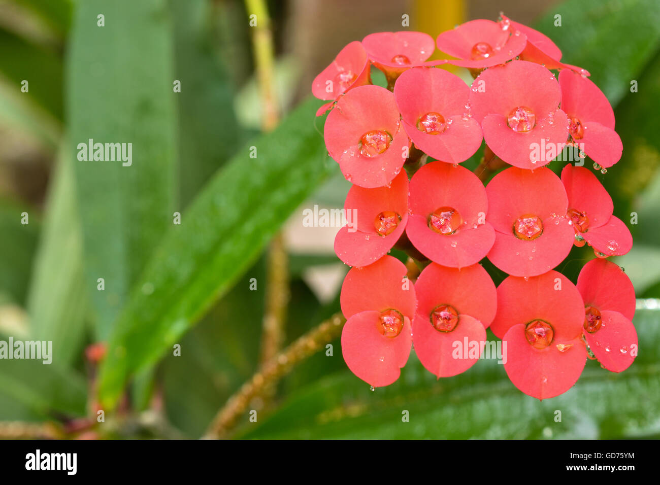 Videos pornos brasileiros caseiros amadores Coroa de cristo euphorbiaceae