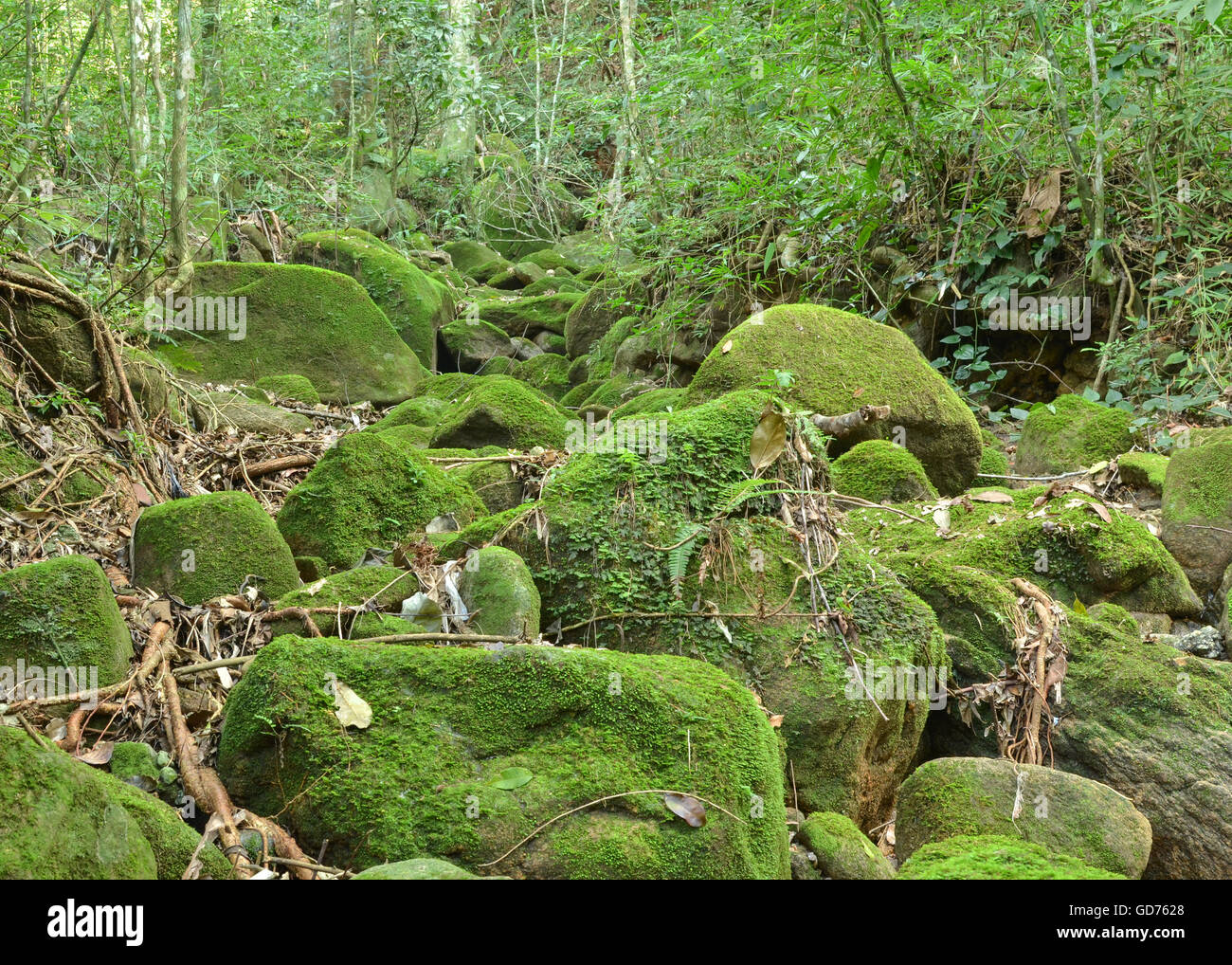 Dry temporary creek in the Atlantic Forest Biome of Brazil in the dry  season, showing rocks covered with moss Stock Photo - Alamy