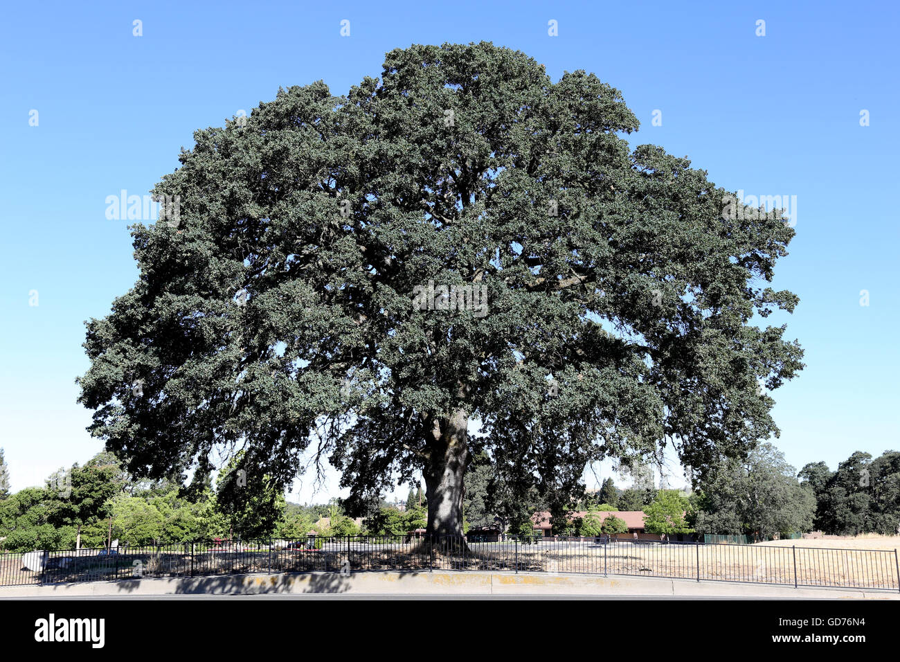 Large Oak Tree Stock Photo Alamy
