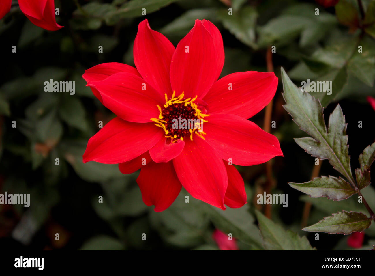 Red blood flower in a London Park Stock Photo