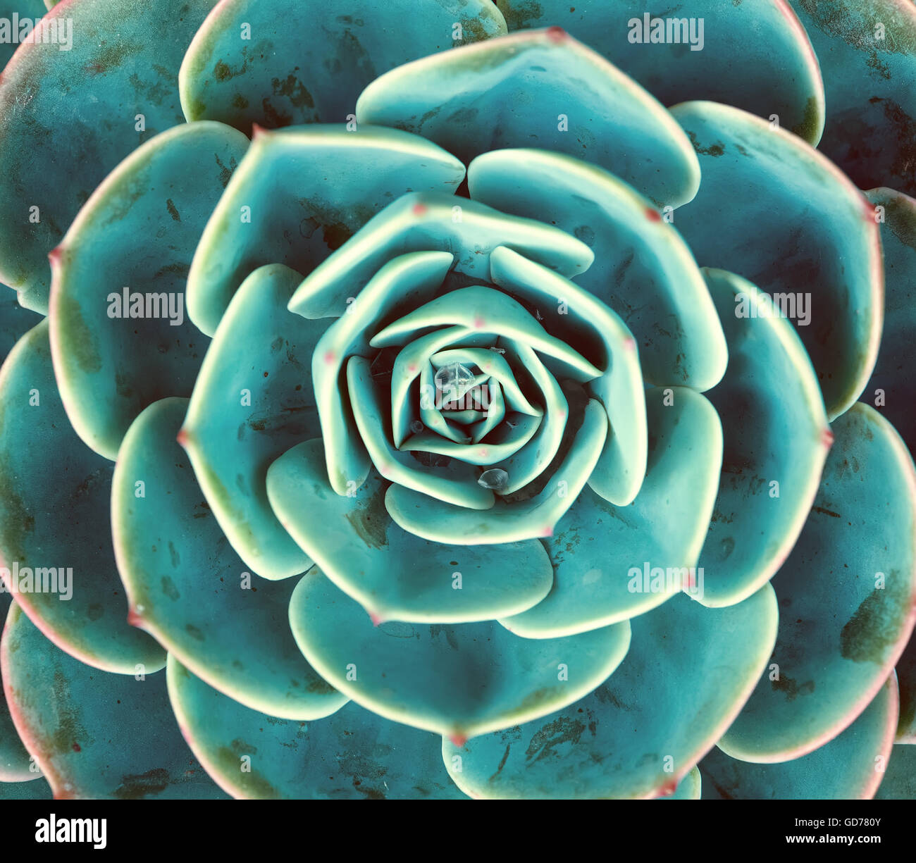 Miniature succulent plants Stock Photo Alamy