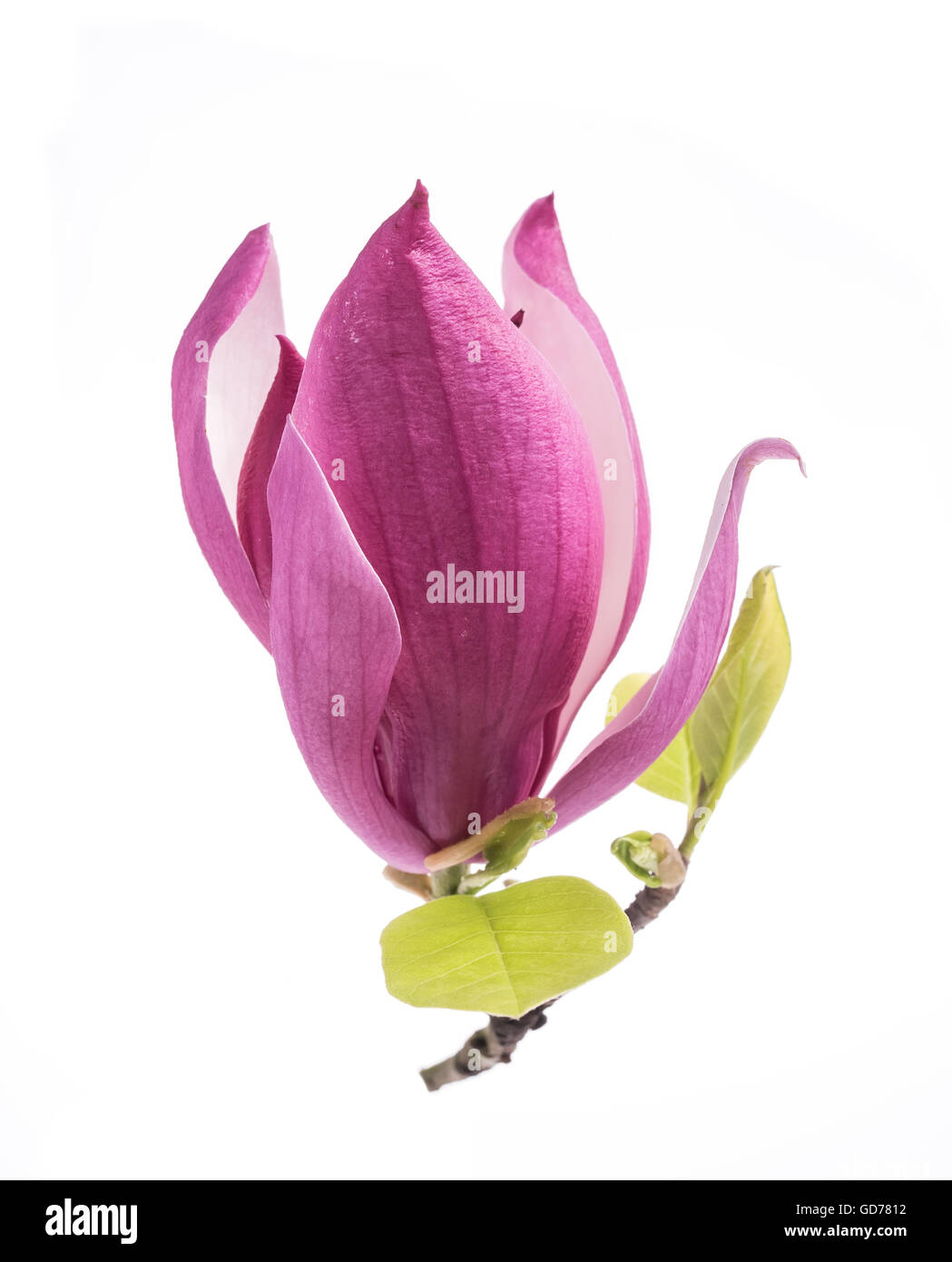 pink magnolia flowers Stock Photo Alamy