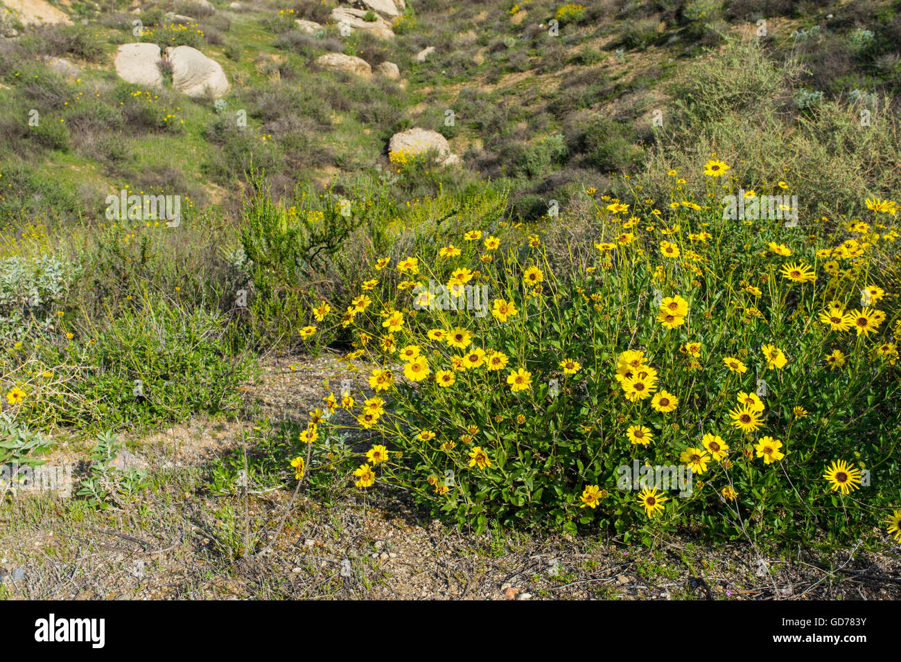 Cluster of yellow daisy wildflowers grow in southern California meadow