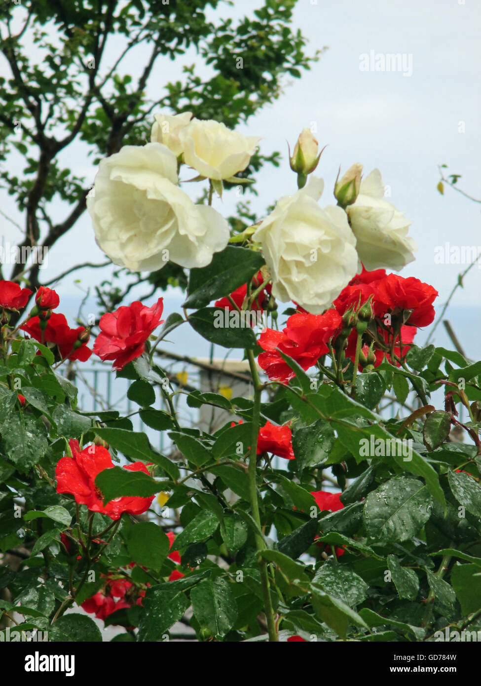 Italian Red and White Roses Stock Photo Alamy
