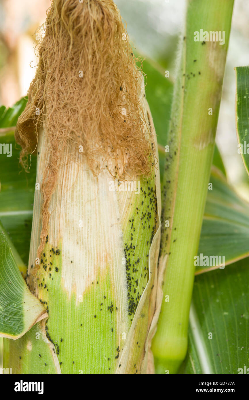 Oat aphids (Rhopalosiphum padi) on a corn cob Stock Photo