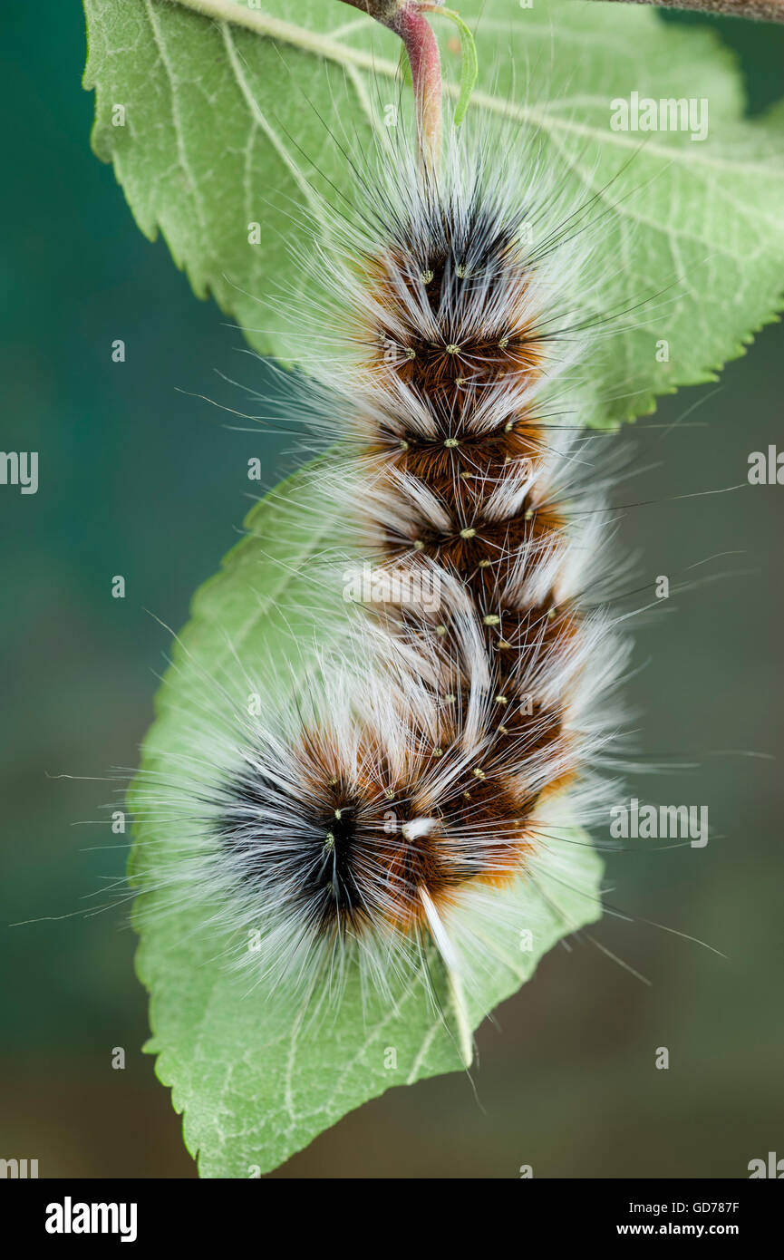 Hairy Mary (Anthela varia) caterpillar Stock Photo
