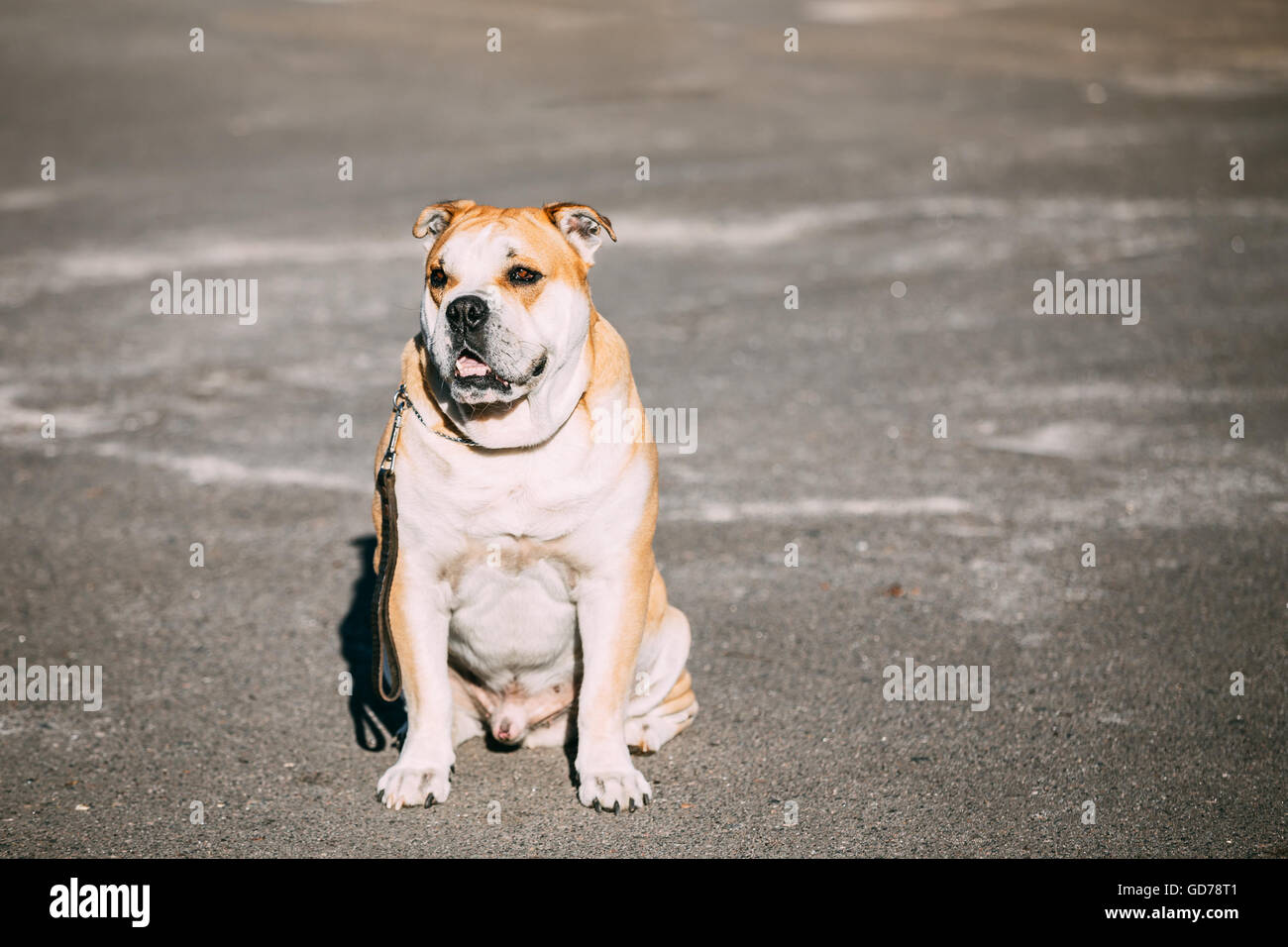 Funny Ca de Bou or Perro de Presa Mallorquin is a typical Molossian dog. Outdoor Stock Photo