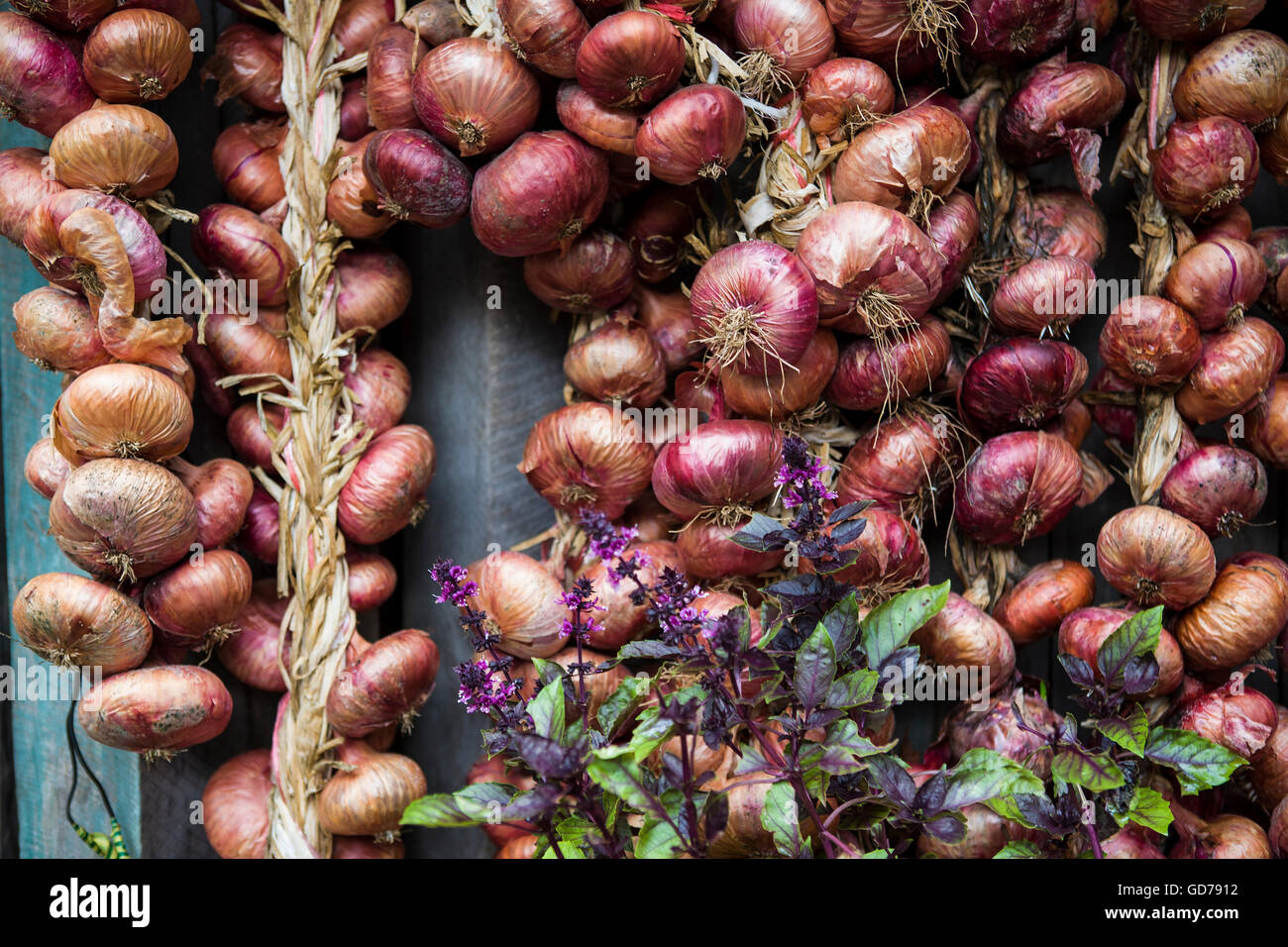String of onions hi-res stock photography and images - Alamy