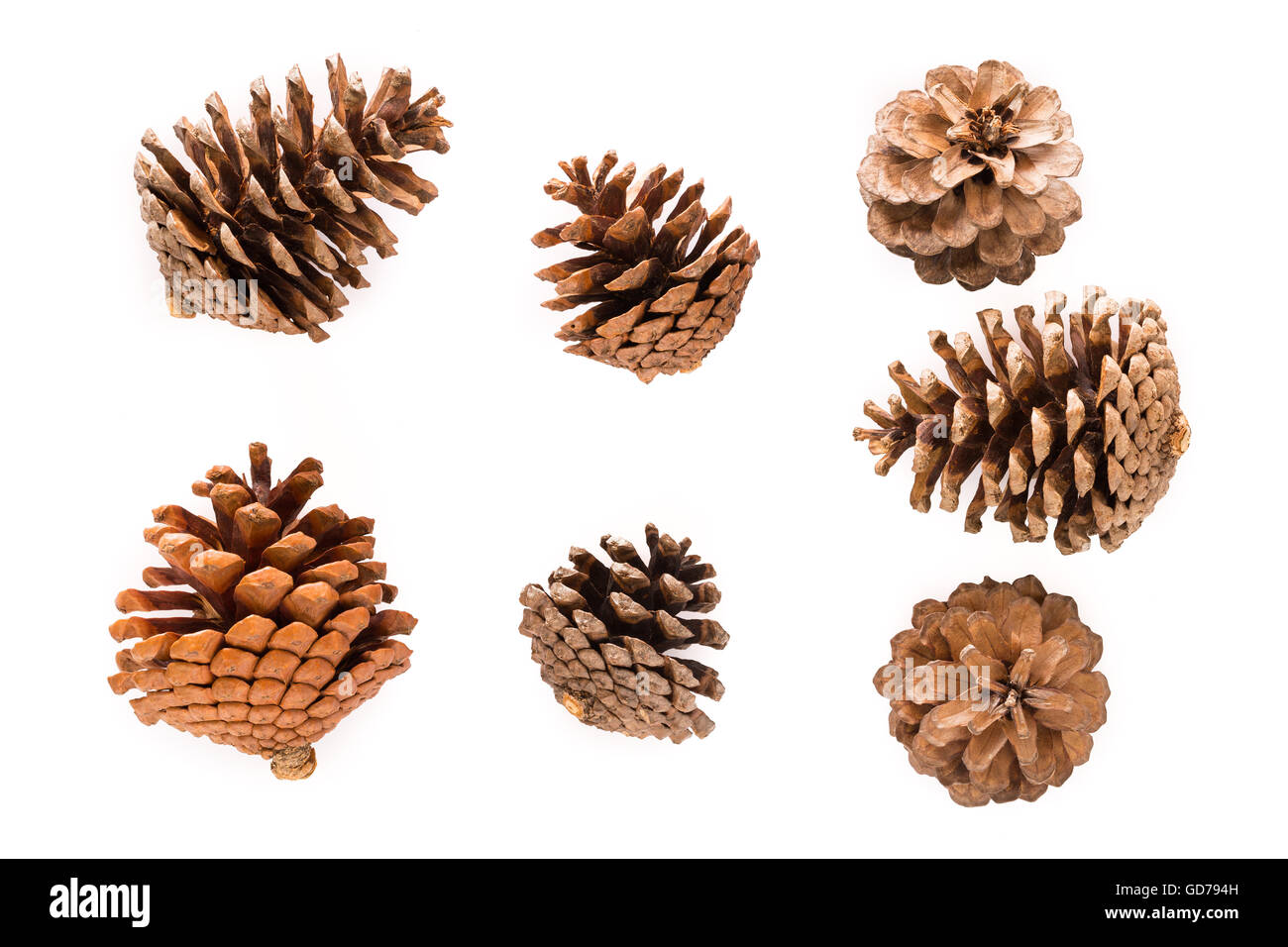 Pinecone different hires stock photography and images Alamy