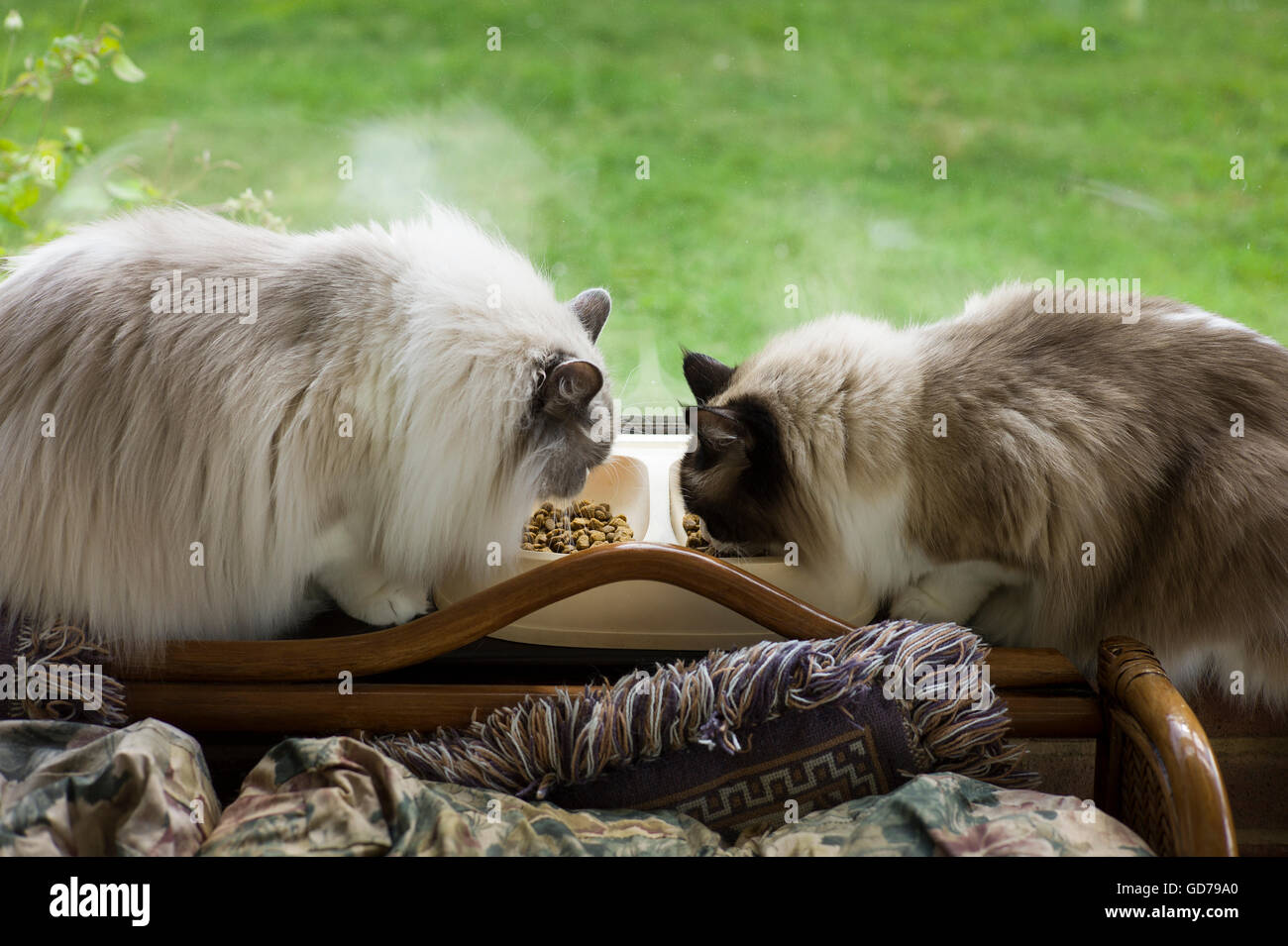 Two Ragdoll cats sharing a feeding bowl on a window shelf Stock Photo