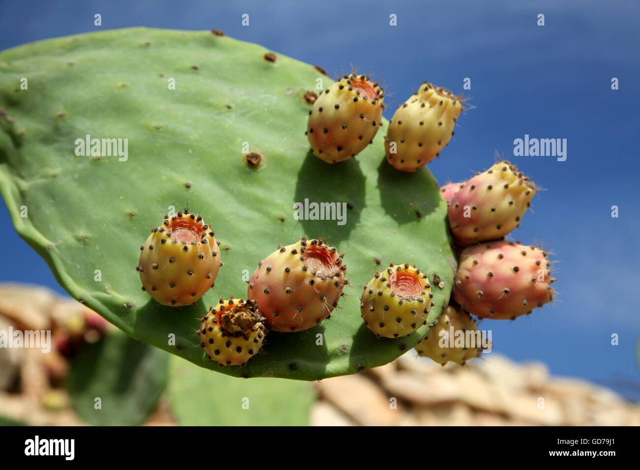 Several ripe, pink-blushed prickly pear fruits on a prickly pear leaf ready to be picked Stock Photo