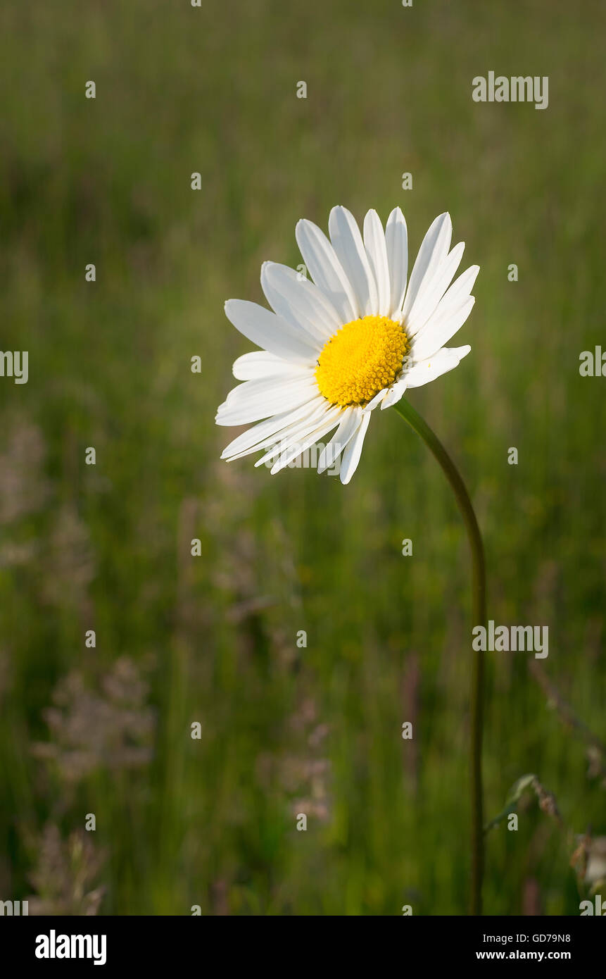 Single ox-eye daisy flower Stock Photo