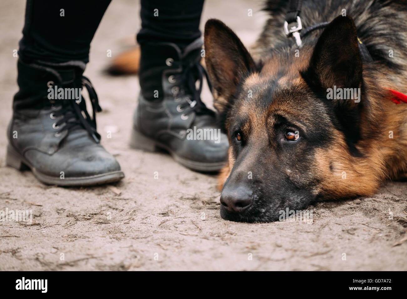 Close Up Sad Brown German Shepherd Dog Lying On Ground Near Woman Feet In Shoes. Alsatian Wolf Dog. Stock Photo