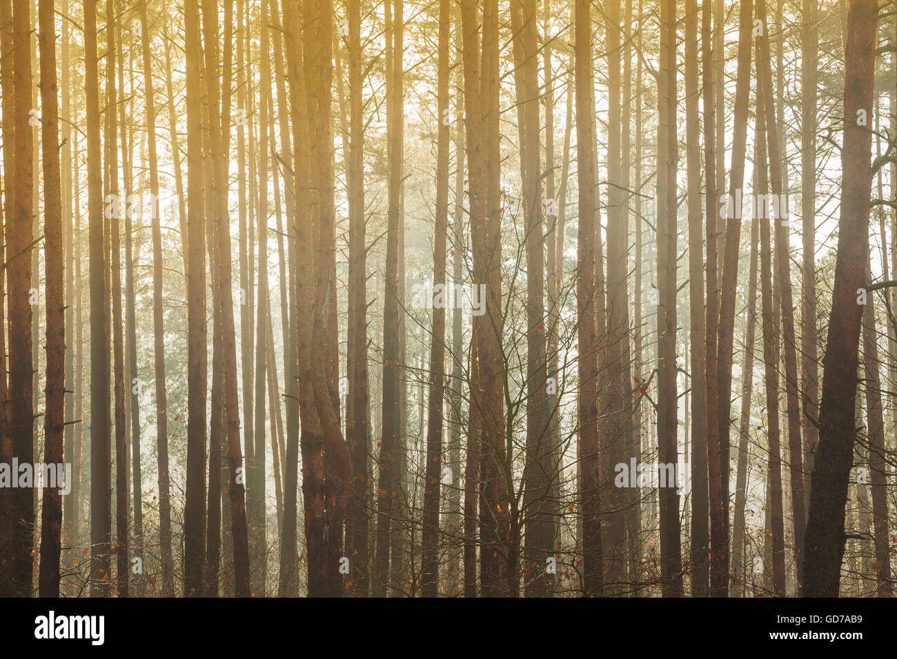 Natural Background Of Autumn Misty Forest. Trees Woods In Fog Stock ...