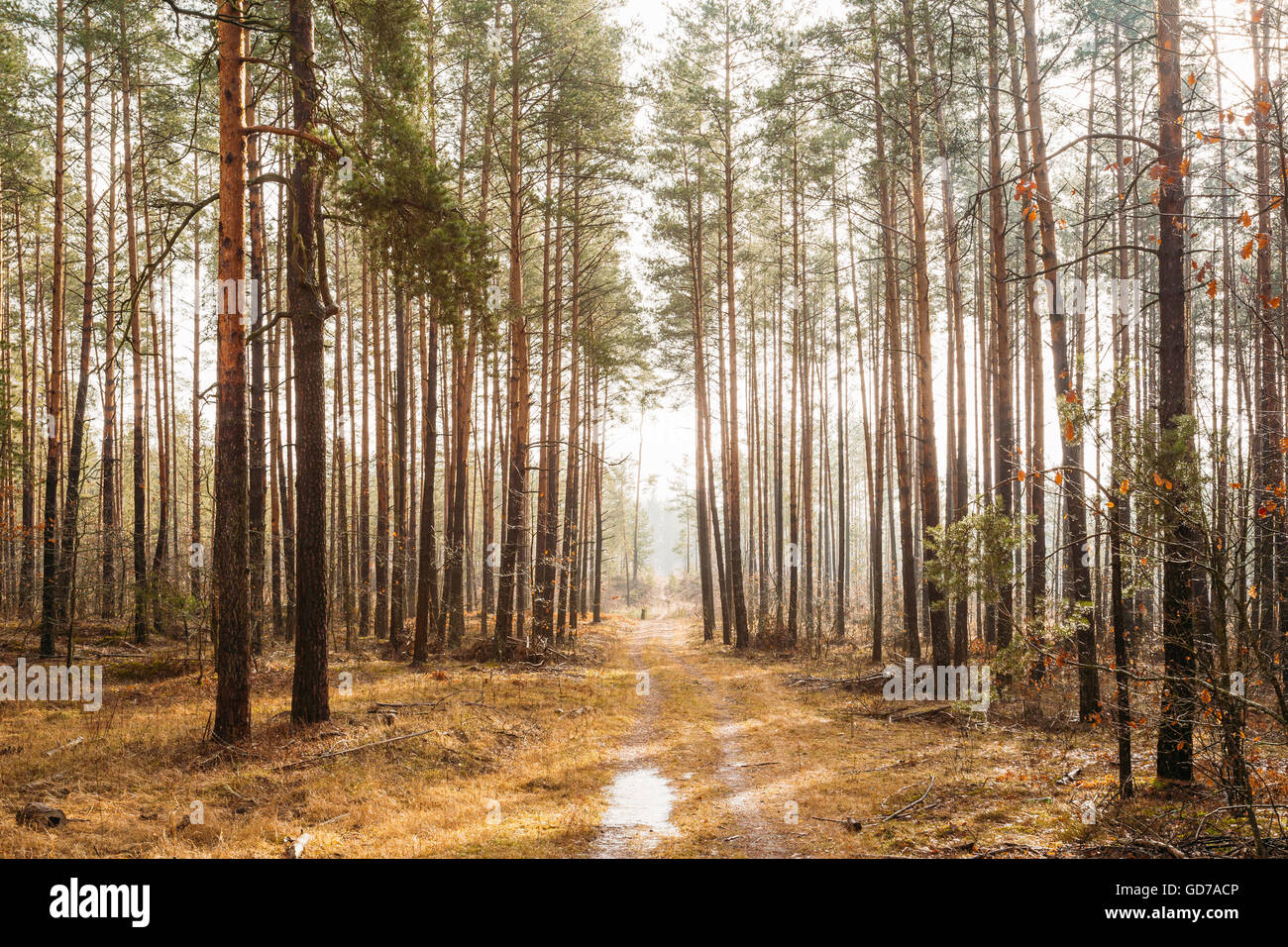Landscape With Country Road In Misty Autumn Foggy Forest Stock Photo ...