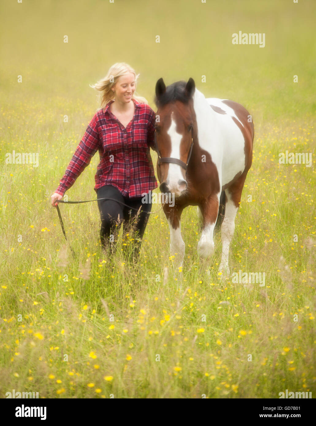 Woman walking her Skewbald horse. Stock Photo
