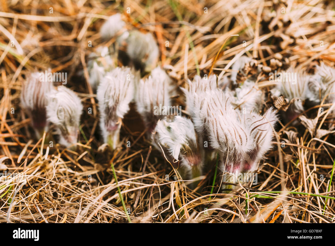 Wild Spring Forest Flowers Pulsatilla Patens. Flowering Plant In Family Ranunculaceae, Native To Europe, Russia, Mongolia, China Stock Photo