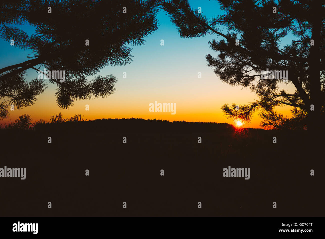 Silhouettes Of Fir Branches On Background Of Colorful Sunset Sky. Dark Land Ground And Forest On Horizon. Stock Photo