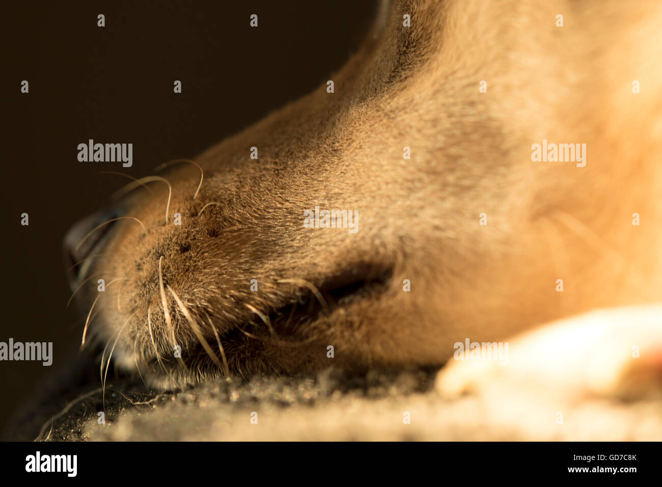 sleeping dog muzzle and whiskers Stock Photo