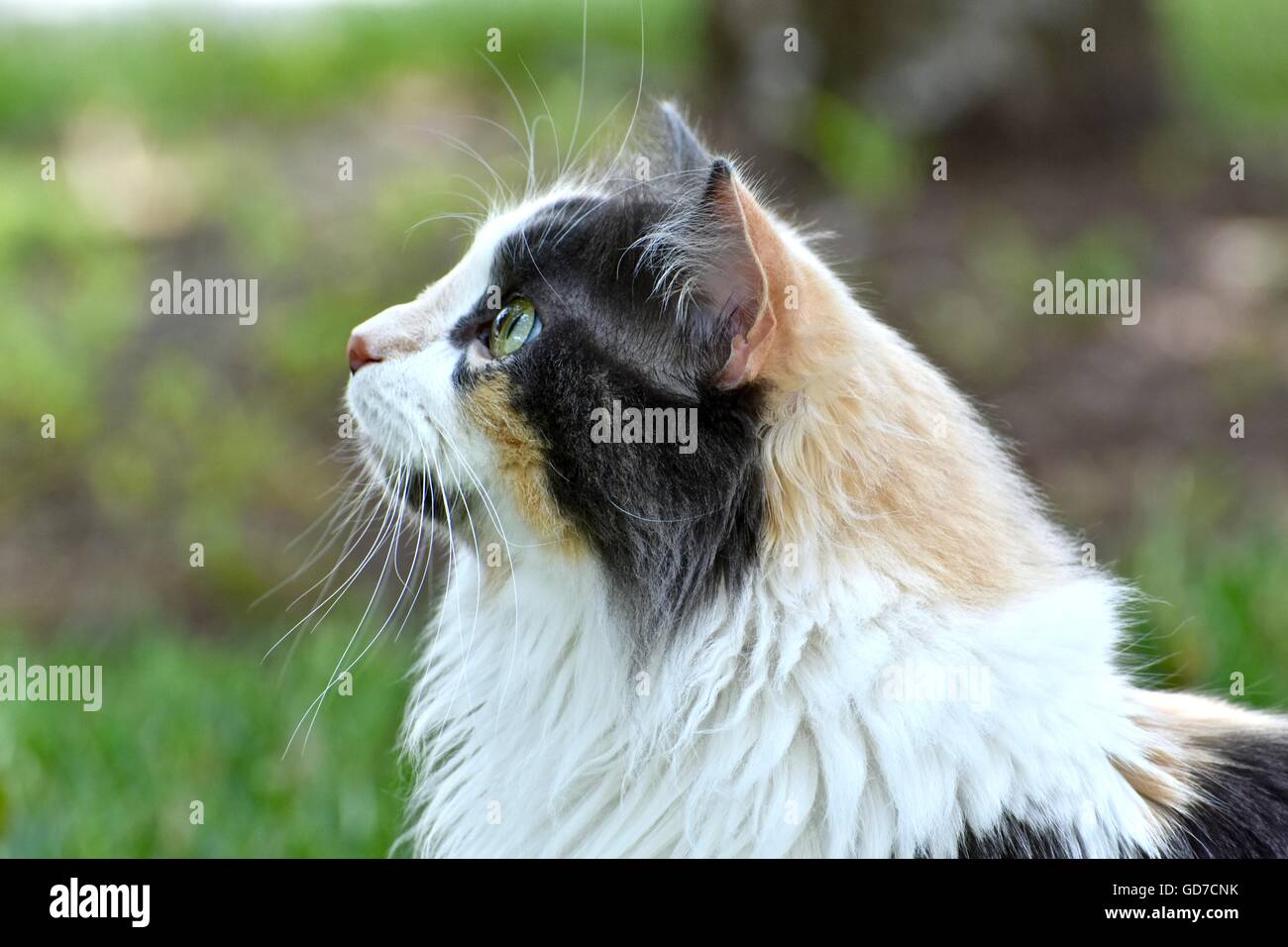 Calico Cat With Long Hair Stock Photos Calico Cat With Long Hair