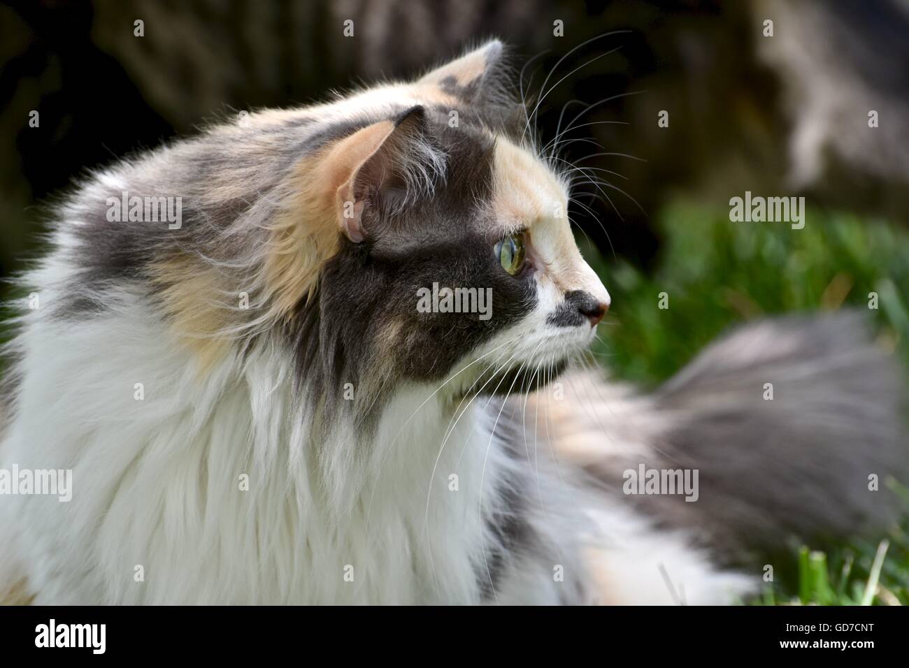 Calico Cat With Long Hair Stock Photos Calico Cat With Long Hair