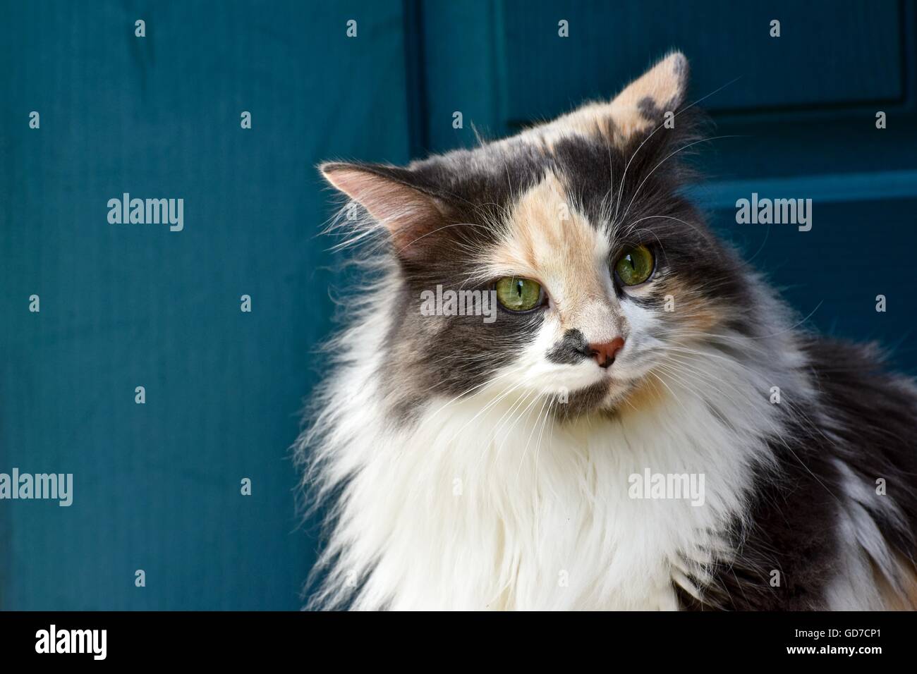 Calico Cat With Long Hair Stock Photos Calico Cat With Long Hair