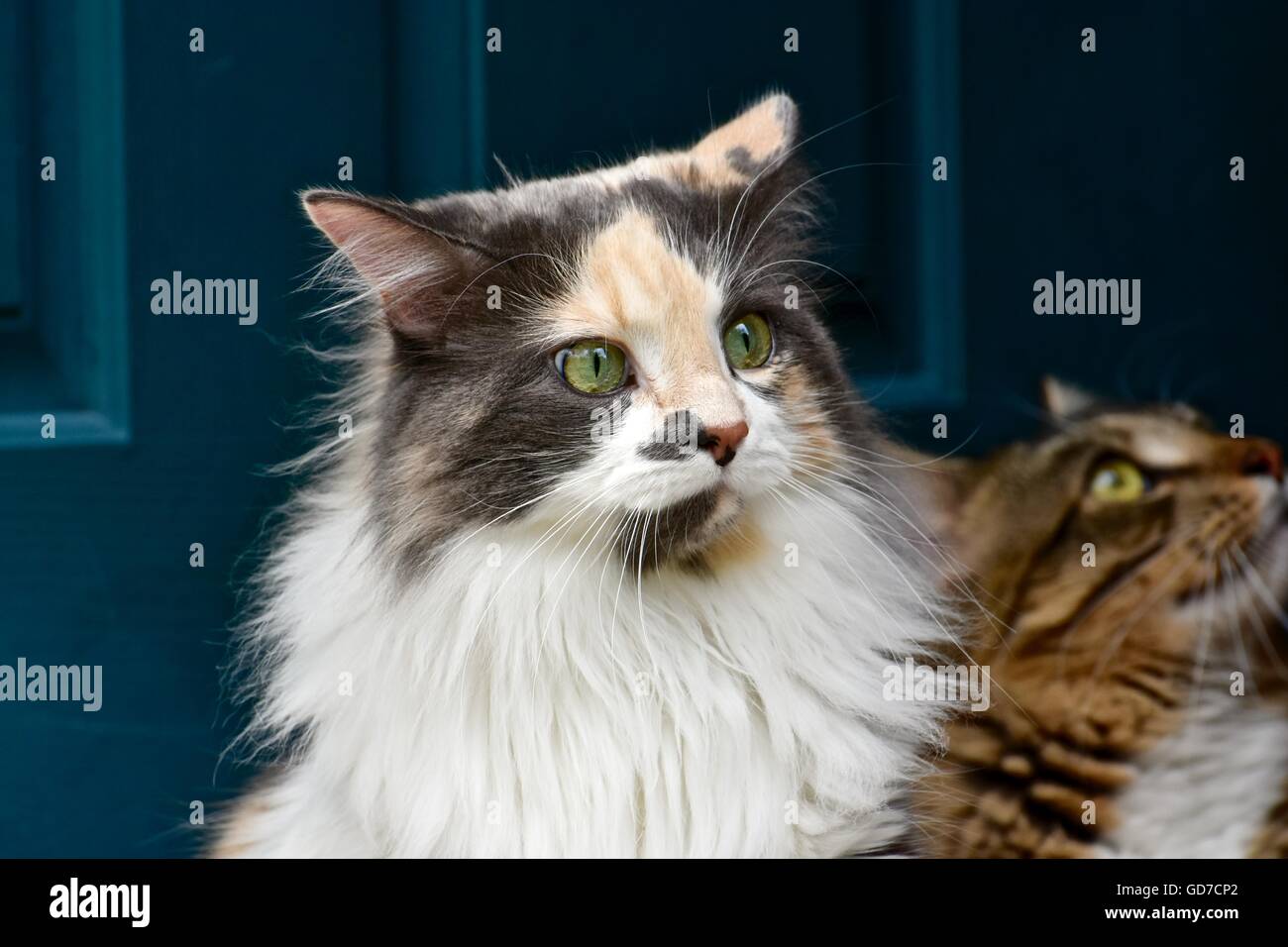 Calico Cat With Long Hair Stock Photos Calico Cat With Long Hair